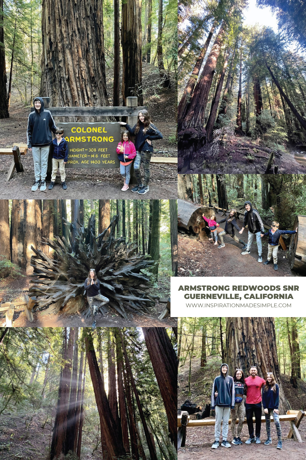 Armstrong Redwoods State Natural Reserve, California